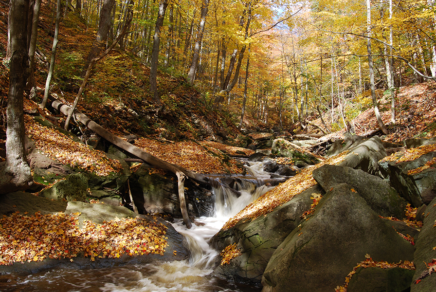 Fall Stream